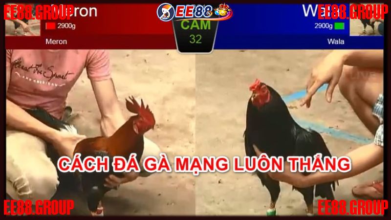 Tăng tỷ lệ thắng cần chọn kèo đá gà EE88 chuẩn